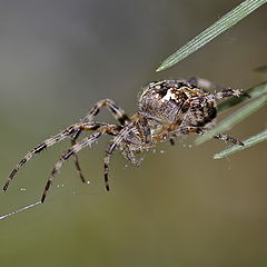 photo "Spider"