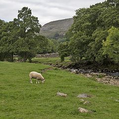 фото "English countryside..."