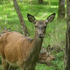 photo "Wildlife"