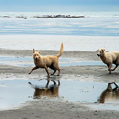 фото "Собачьи игры в бухте Тихой"