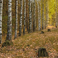 фото "Осенний лес"