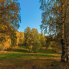 фото "Солнечный лес"