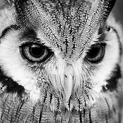 photo "Southern white-faced owl"