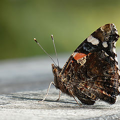 фото "Vanessa atalanta"