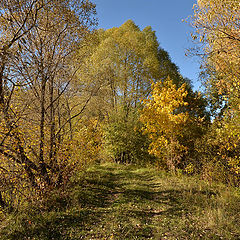 фото "Дорога в осень."