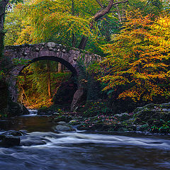 photo "Tollymore's gold"
