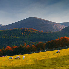 фото "Grazing with the view"