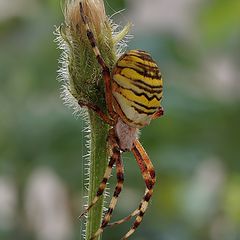 фото "Паук-оса (Argiope bruennichi)"