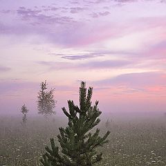 фото "Розовый туман"