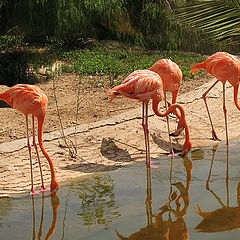 фото "Розовые фламинго"