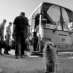 фото "Опять не приехал хозяин"