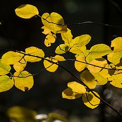 фото "Осенний этюд"