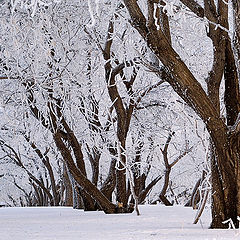 фото "Белое"