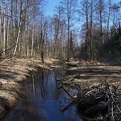 фото "Апрель в лесу"