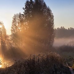 фото "Пробуждение"