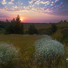 фото "Перекати- поле"