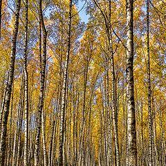 фото "Осенняя дорога"