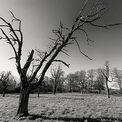 фото "(like) Dead Vlei"