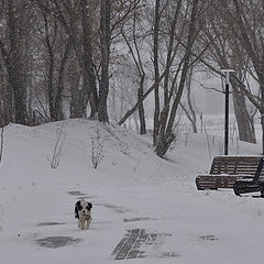 фото "Беспризорность."