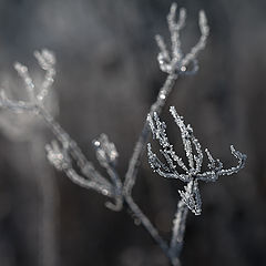 фото "Стеклянные цветы"