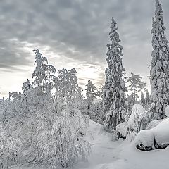 фото "Зимний вечер"