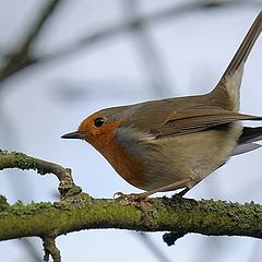 photo "Заря́нка (лат. Erithacus rubecula)"