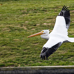 фото "Pelican"