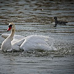 фото "Swan"