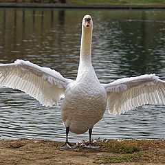 фото "Swan"