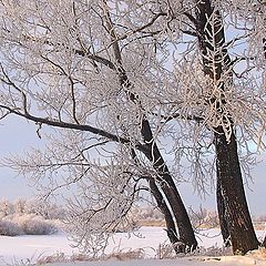 фото "Белый этюд"