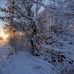 фото "Утренняя тропинка"