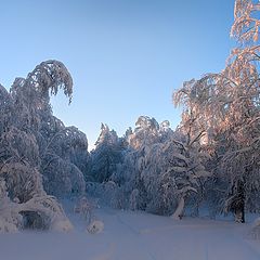 фото "Сказочный лес"