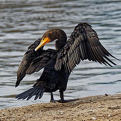 photo "Double-crested cormorant"