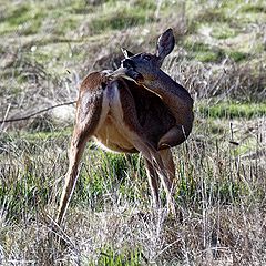 photo "Deer playing with his tail"