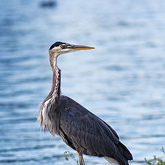 photo "Great blue heron"