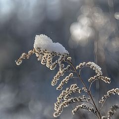 фото "Зимняя зарисовка"