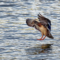 photo "Mallard"