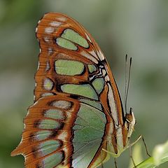 фото "Малахитовая бабочка (Siproeta stelenes)"