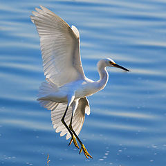 photo "Egret"