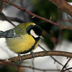 photo "Looking for 'warming'"