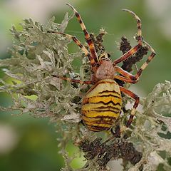 фото "Паук-оса (Argiope bruennichi)"