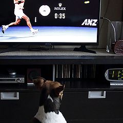 фото "полуфинал Australian Open"