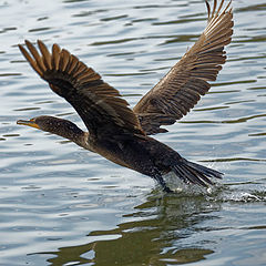 photo "Double-crested cormorant"
