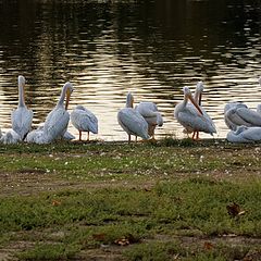 photo "Pelicans"