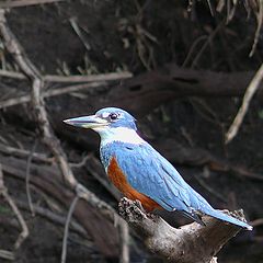 photo "Martim pescador."