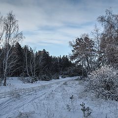 фото "В зимнем лесу."