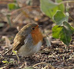 фото "Зарянка (лат. Erithacus rubecula)"