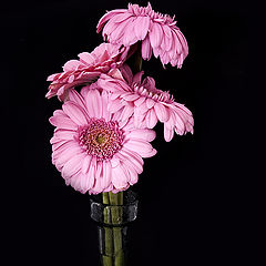 photo "***"