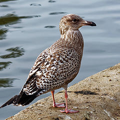 photo "American Herring Gull"