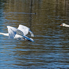 photo "Swan"